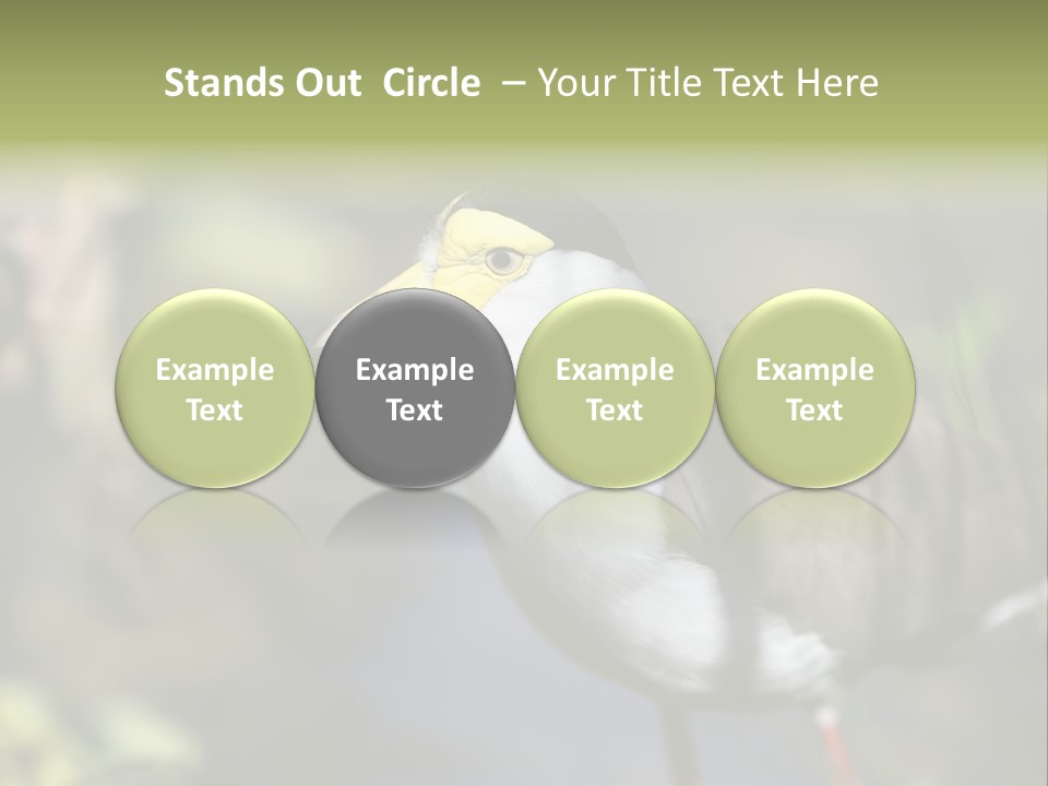 Masked Plover Plover Walking PowerPoint Template