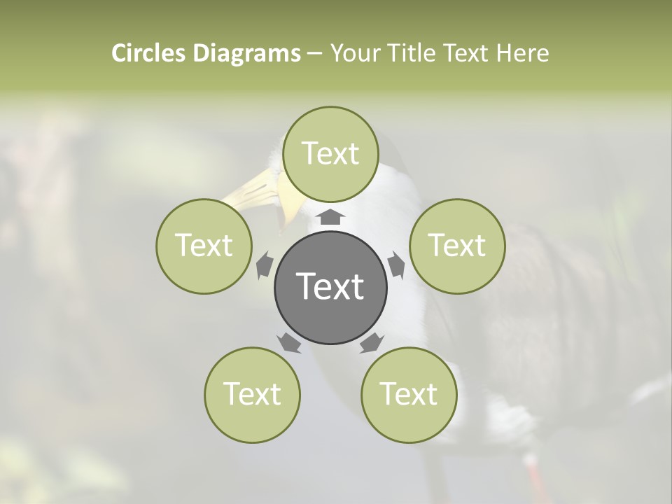 Masked Plover Plover Walking PowerPoint Template