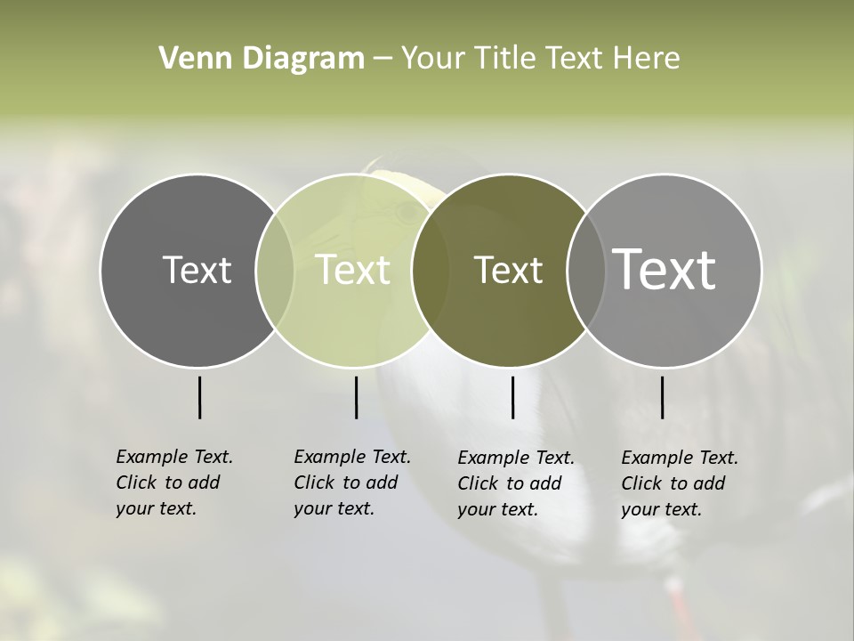 Masked Plover Plover Walking PowerPoint Template
