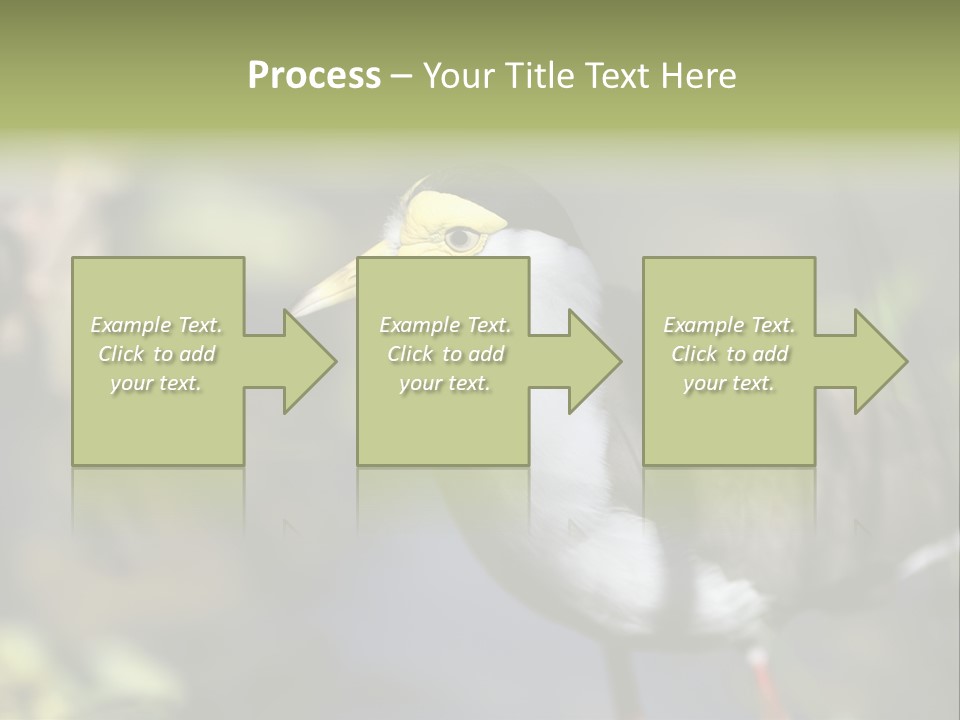 Masked Plover Plover Walking PowerPoint Template