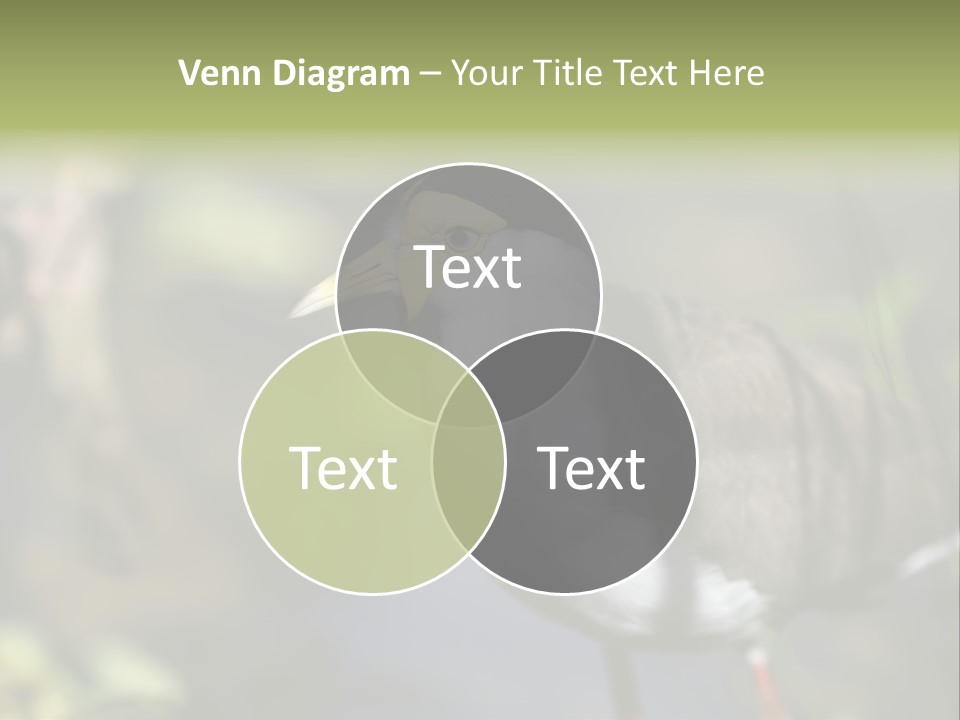 Masked Plover Plover Walking PowerPoint Template