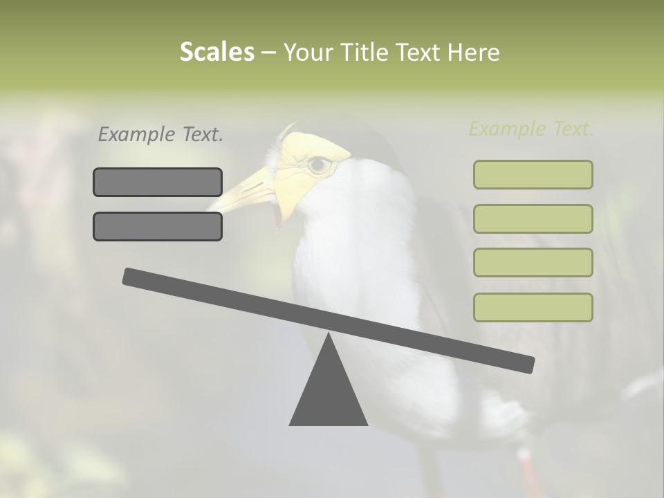 Masked Plover Plover Walking PowerPoint Template