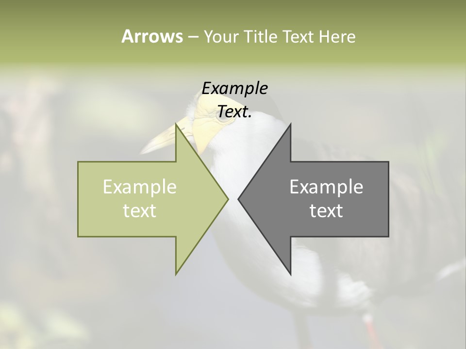 Masked Plover Plover Walking PowerPoint Template