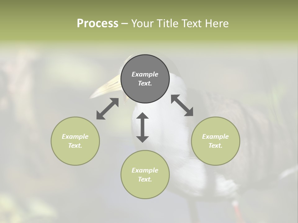 Masked Plover Plover Walking PowerPoint Template