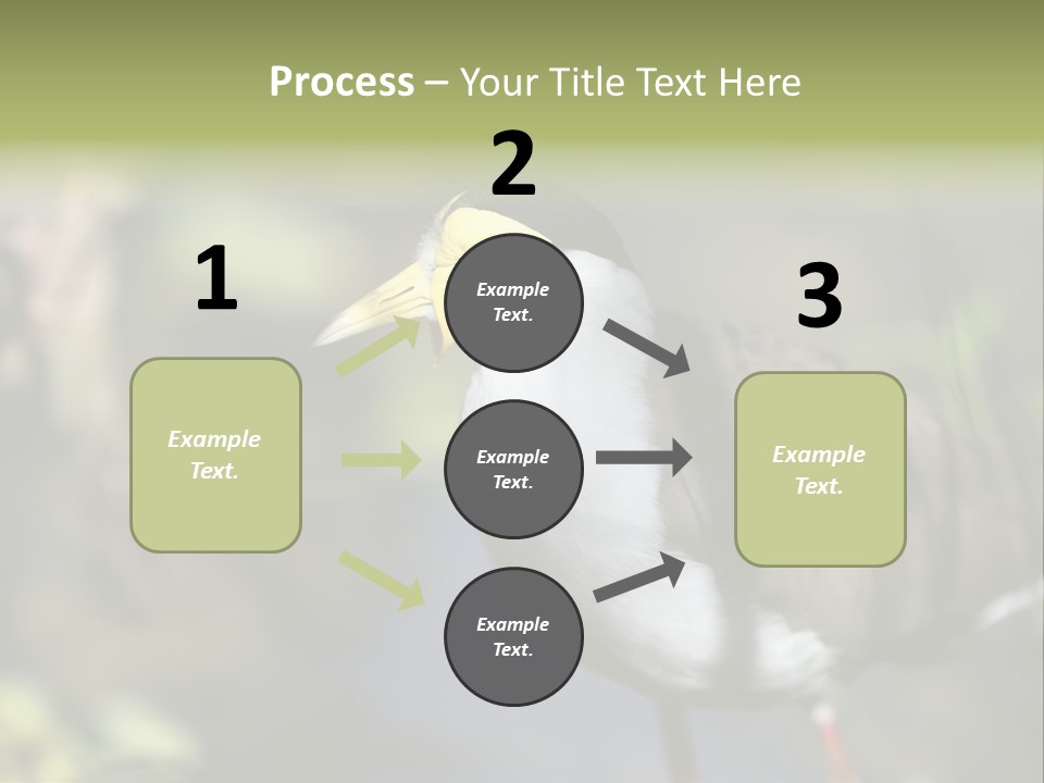 Masked Plover Plover Walking PowerPoint Template