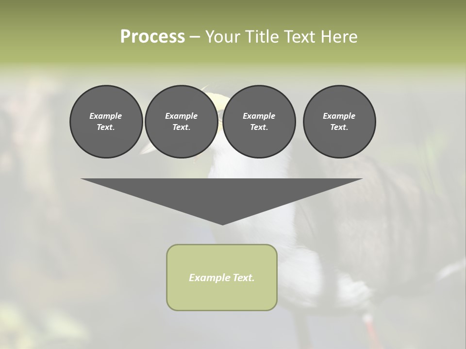 Masked Plover Plover Walking PowerPoint Template