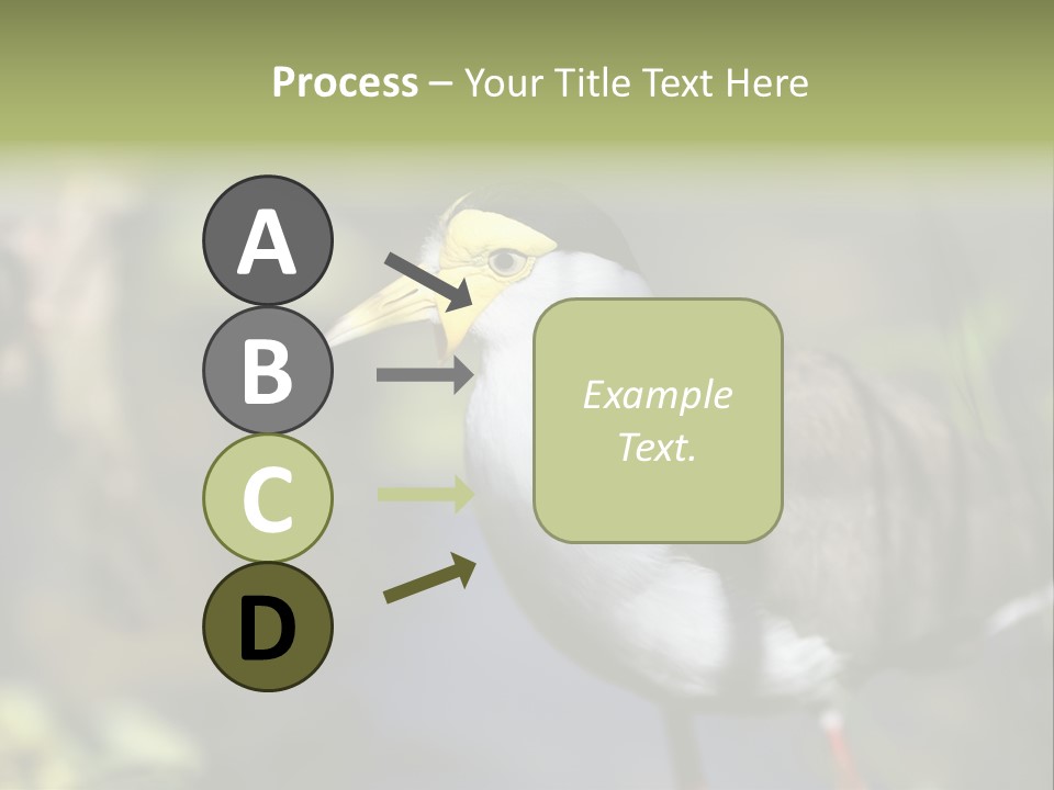 Masked Plover Plover Walking PowerPoint Template