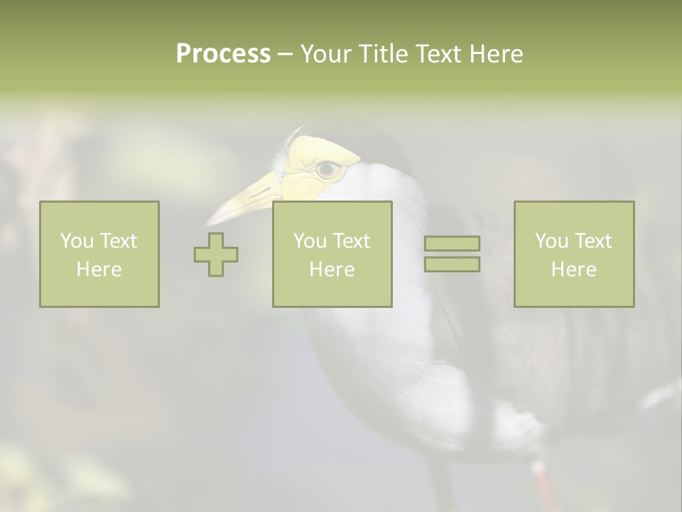 Masked Plover Plover Walking PowerPoint Template