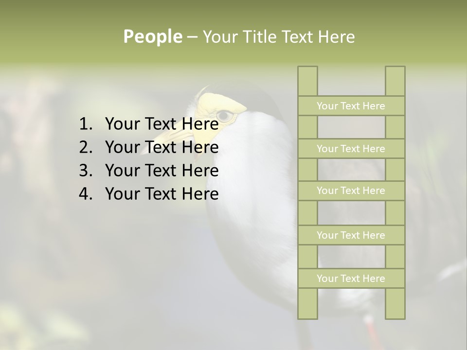 Masked Plover Plover Walking PowerPoint Template