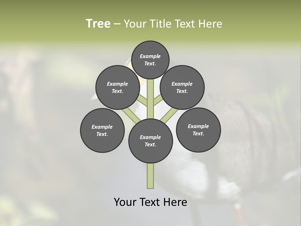 Masked Plover Plover Walking PowerPoint Template