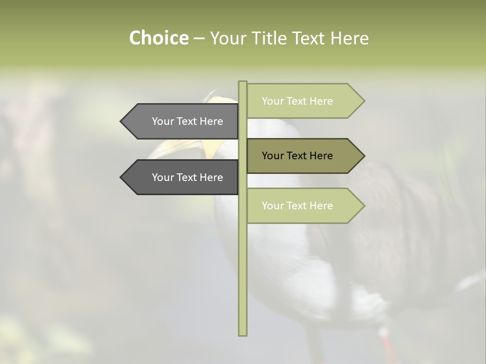 Masked Plover Plover Walking PowerPoint Template