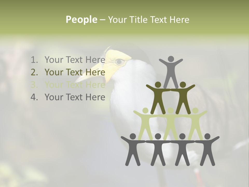 Masked Plover Plover Walking PowerPoint Template