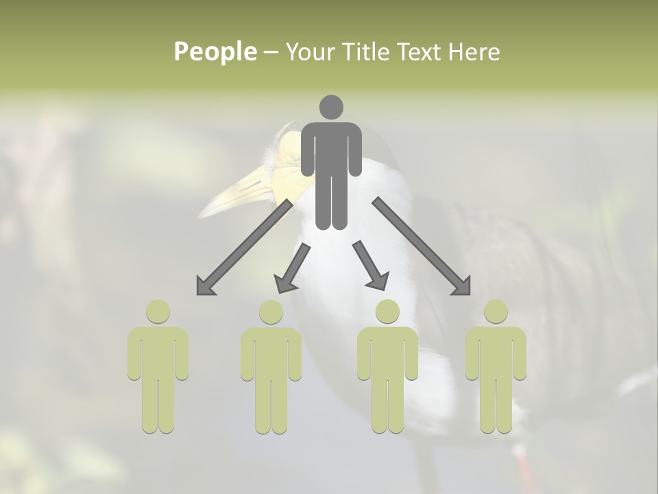 Masked Plover Plover Walking PowerPoint Template