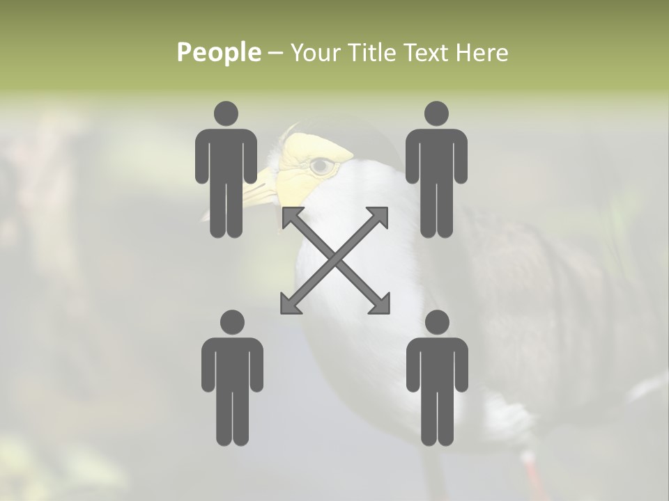 Masked Plover Plover Walking PowerPoint Template