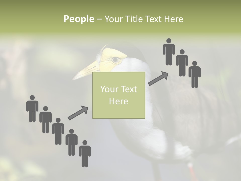 Masked Plover Plover Walking PowerPoint Template