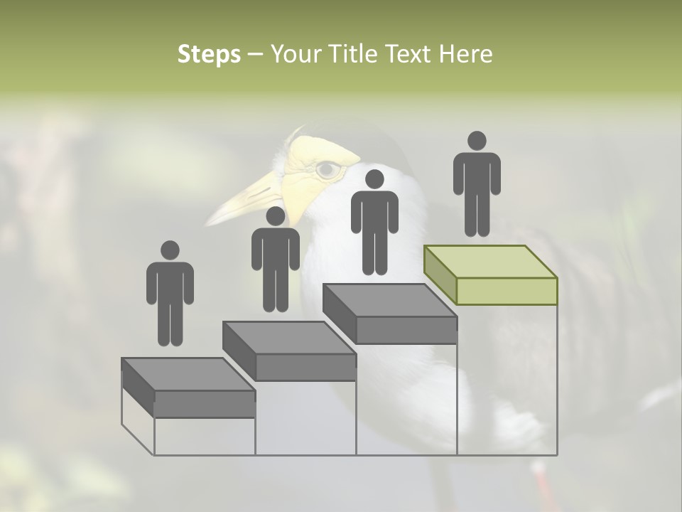 Masked Plover Plover Walking PowerPoint Template