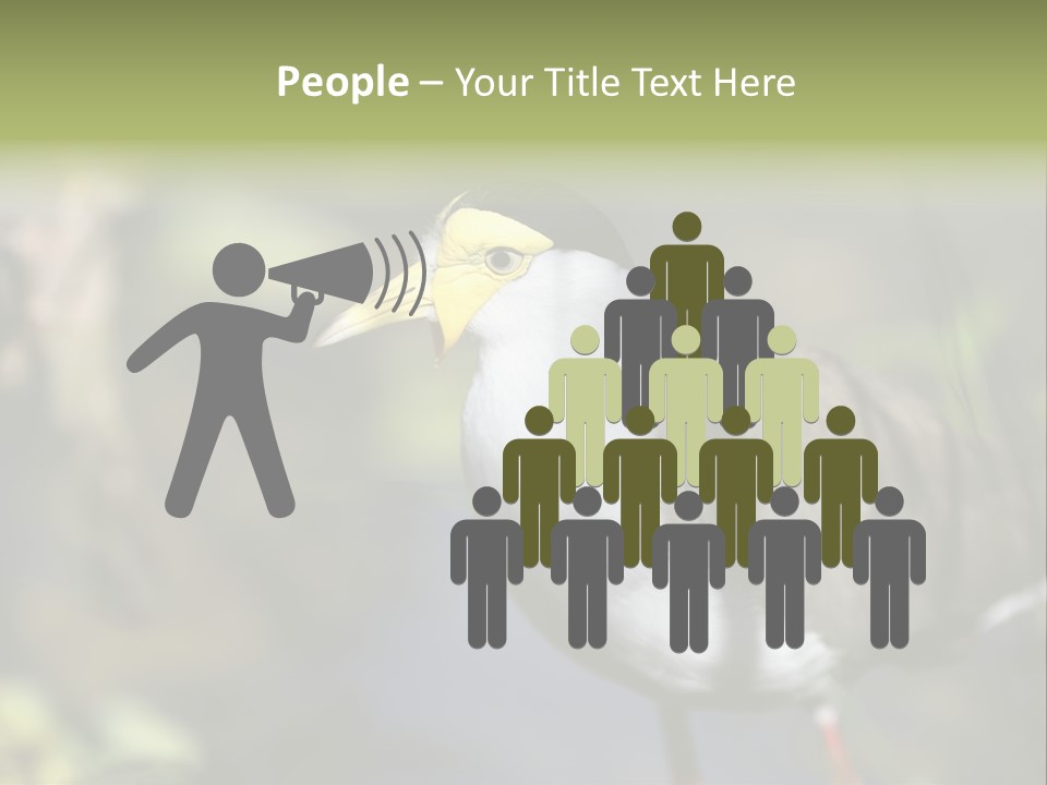 Masked Plover Plover Walking PowerPoint Template