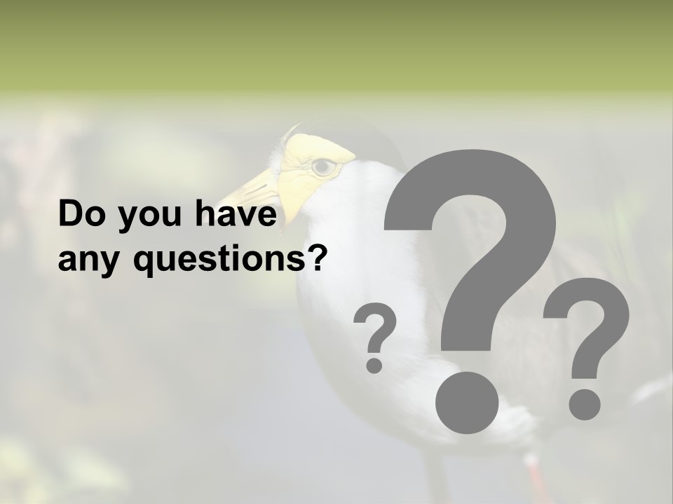 Masked Plover Plover Walking PowerPoint Template