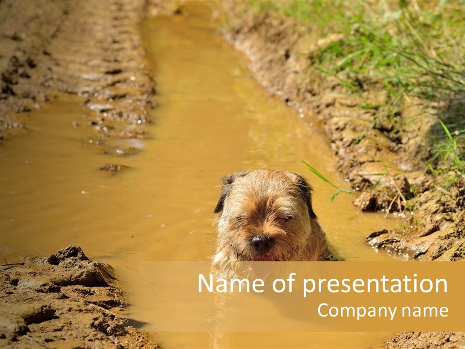 A Dog In A Muddy Puddle Of Water Powerpoint Template PowerPoint Template