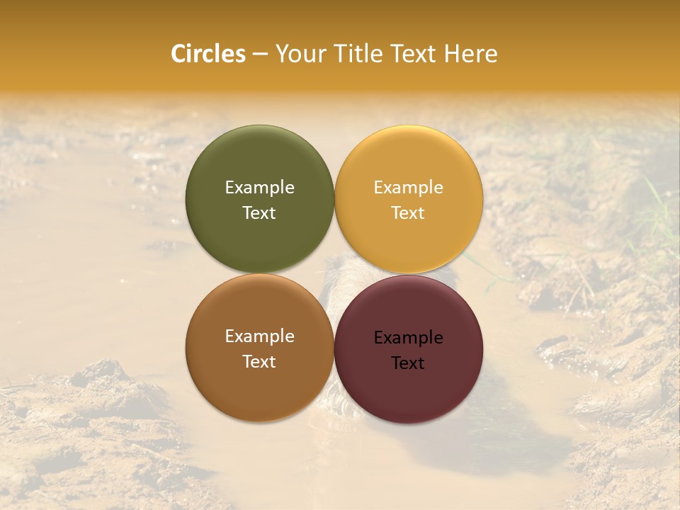 A Dog In A Muddy Puddle Of Water Powerpoint Template PowerPoint Template