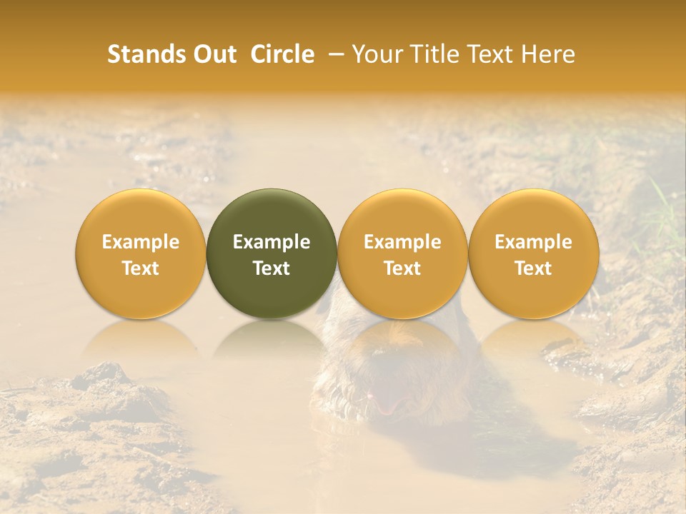 A Dog In A Muddy Puddle Of Water Powerpoint Template PowerPoint Template