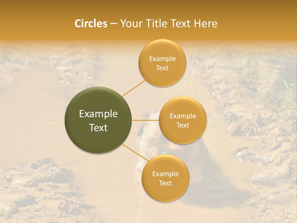 A Dog In A Muddy Puddle Of Water Powerpoint Template PowerPoint Template