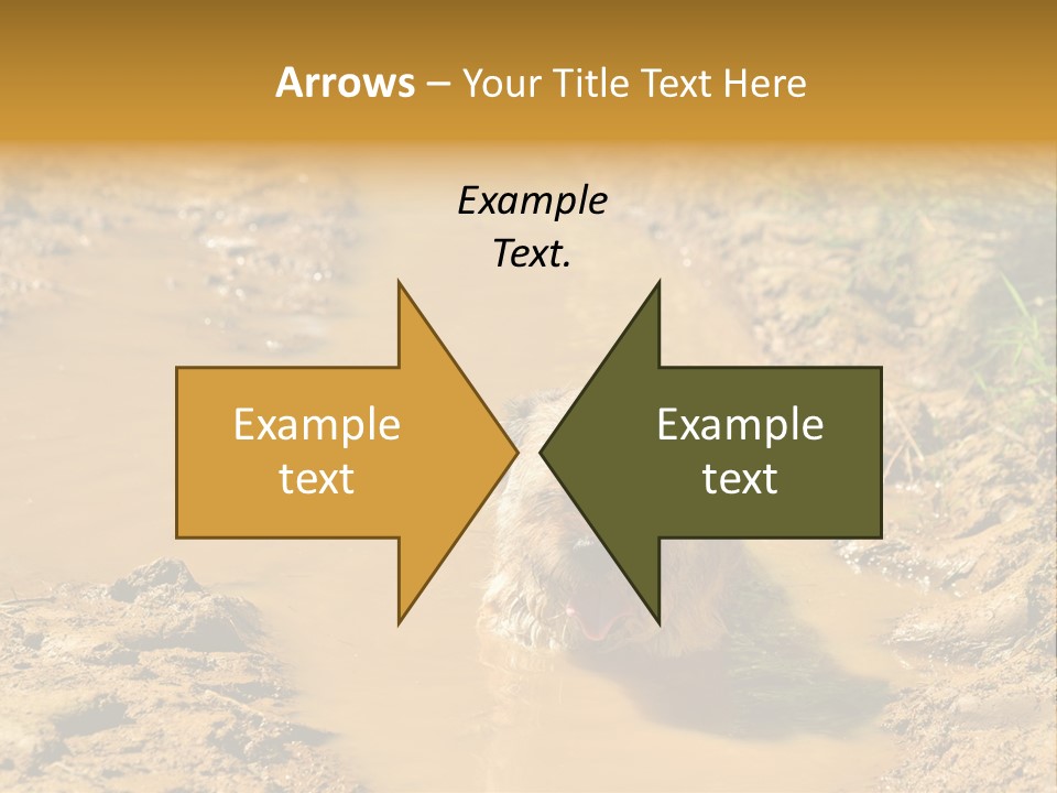 A Dog In A Muddy Puddle Of Water Powerpoint Template PowerPoint Template