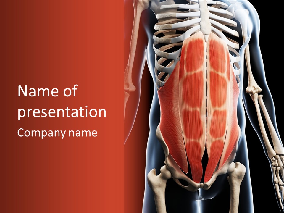 Sixpack Abdominal Anatomy PowerPoint Template