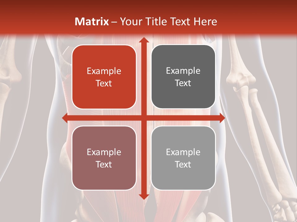 Sixpack Abdominal Anatomy PowerPoint Template
