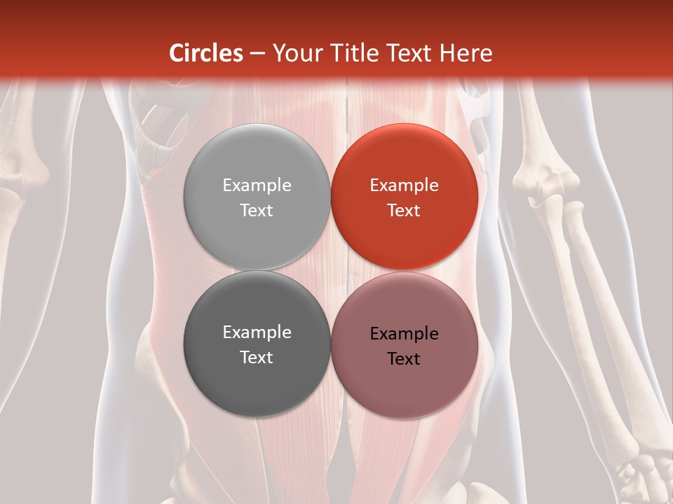 Sixpack Abdominal Anatomy PowerPoint Template