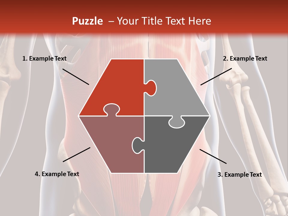 Sixpack Abdominal Anatomy PowerPoint Template