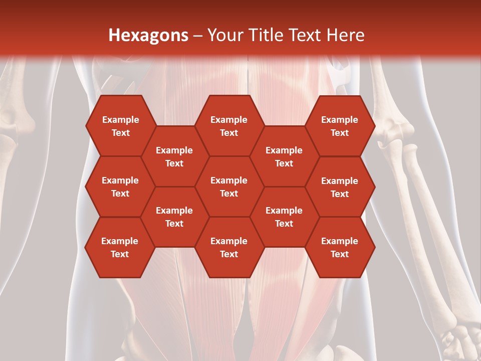 Sixpack Abdominal Anatomy PowerPoint Template