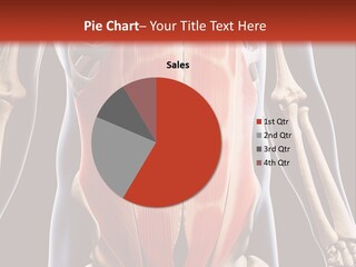 Sixpack Abdominal Anatomy PowerPoint Template