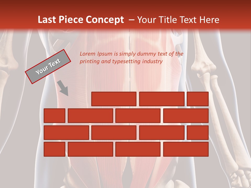 Sixpack Abdominal Anatomy PowerPoint Template