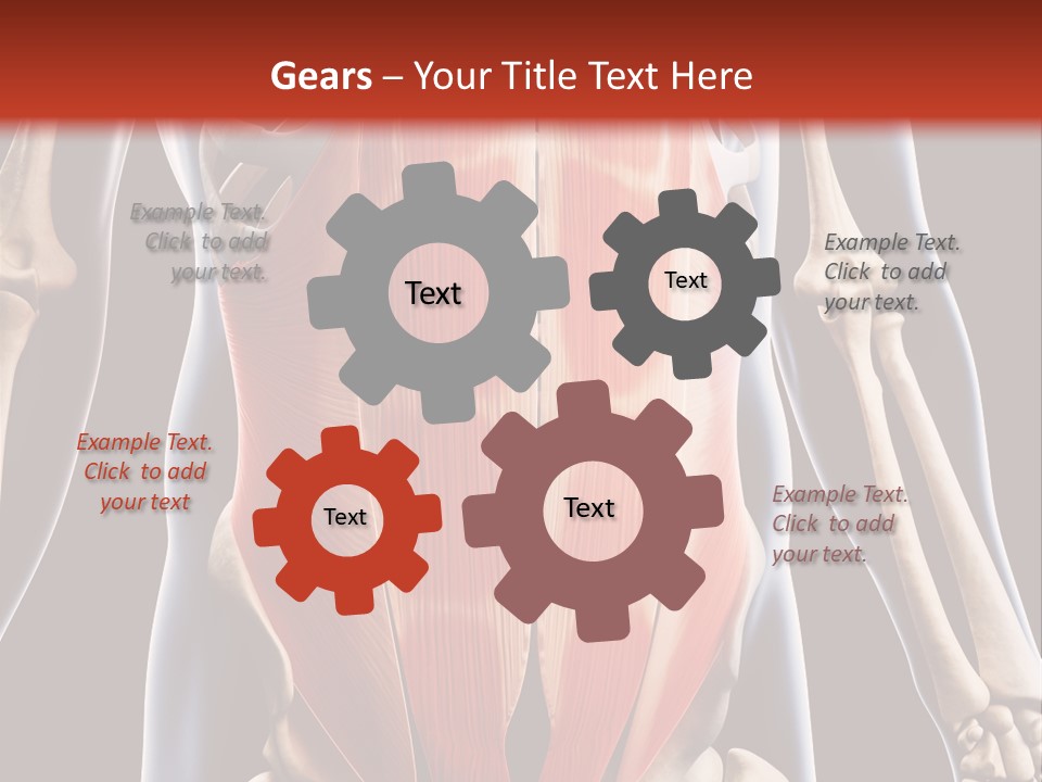 Sixpack Abdominal Anatomy PowerPoint Template