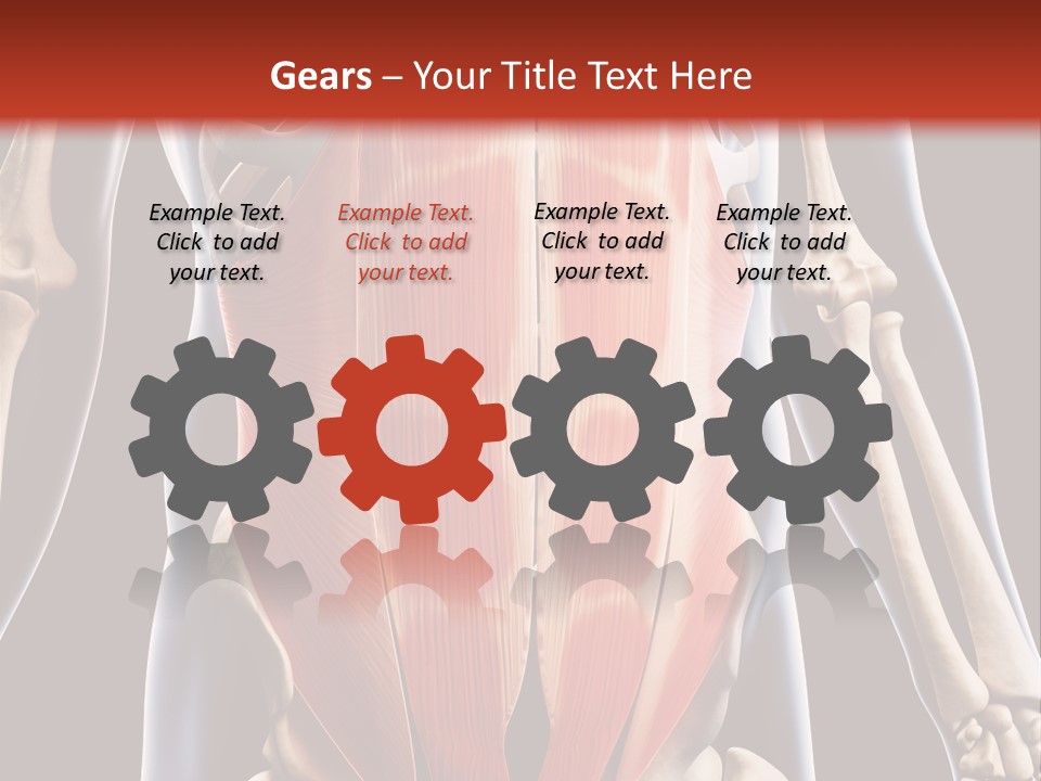 Sixpack Abdominal Anatomy PowerPoint Template