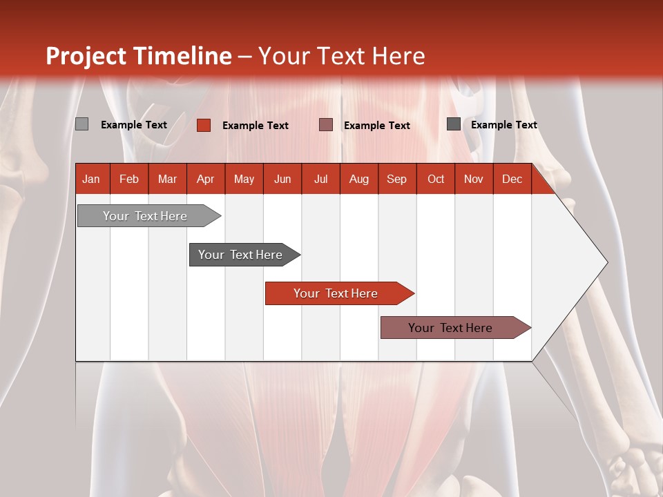 Sixpack Abdominal Anatomy PowerPoint Template