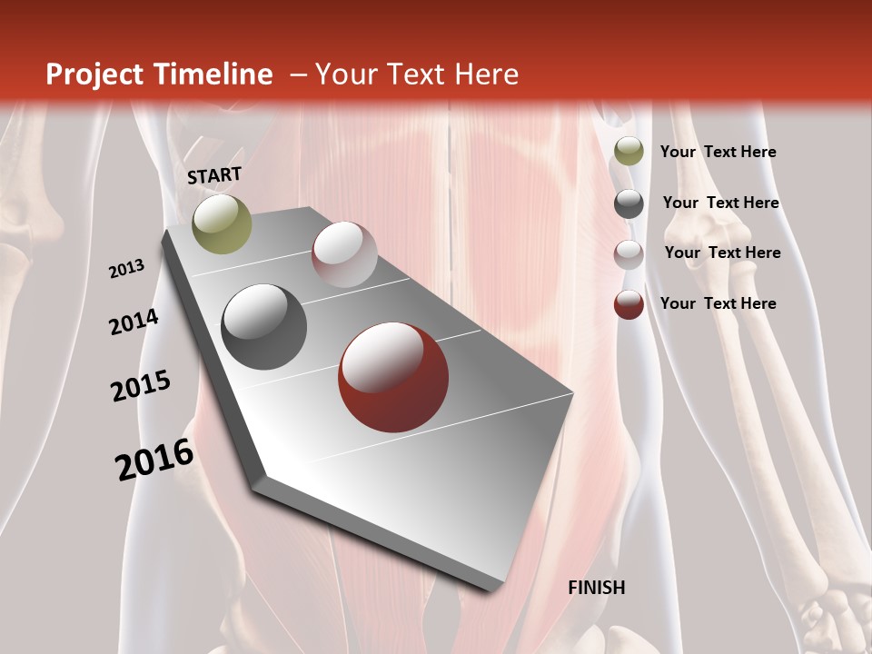 Sixpack Abdominal Anatomy PowerPoint Template
