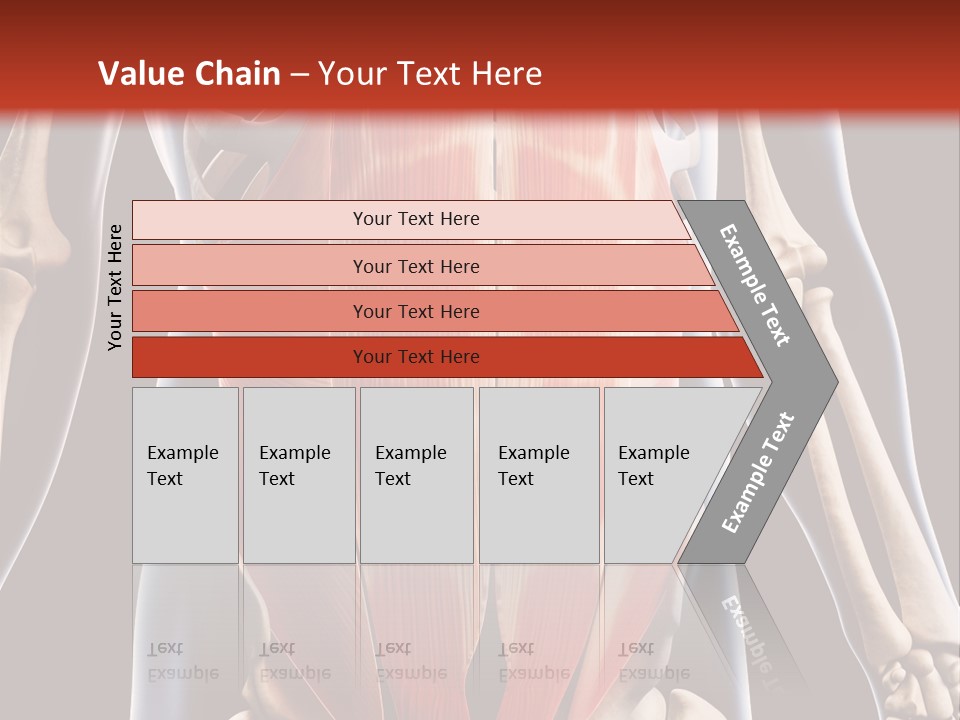 Sixpack Abdominal Anatomy PowerPoint Template