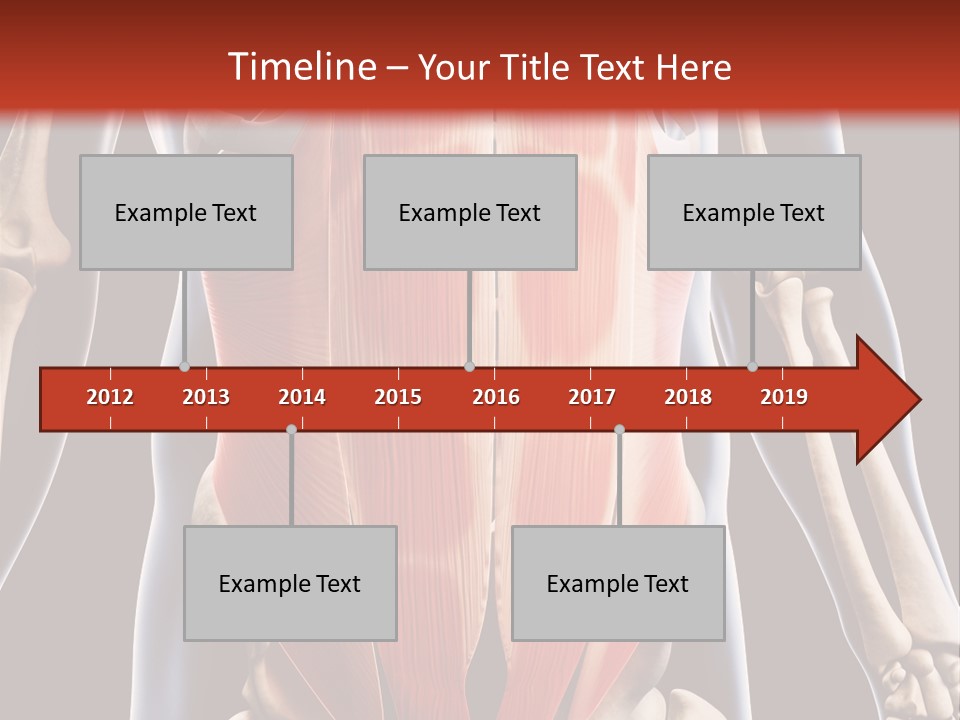 Sixpack Abdominal Anatomy PowerPoint Template