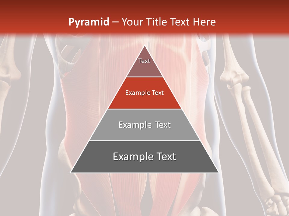 Sixpack Abdominal Anatomy PowerPoint Template