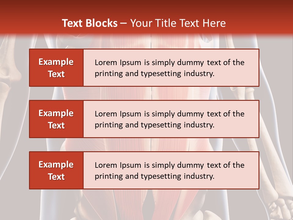 Sixpack Abdominal Anatomy PowerPoint Template
