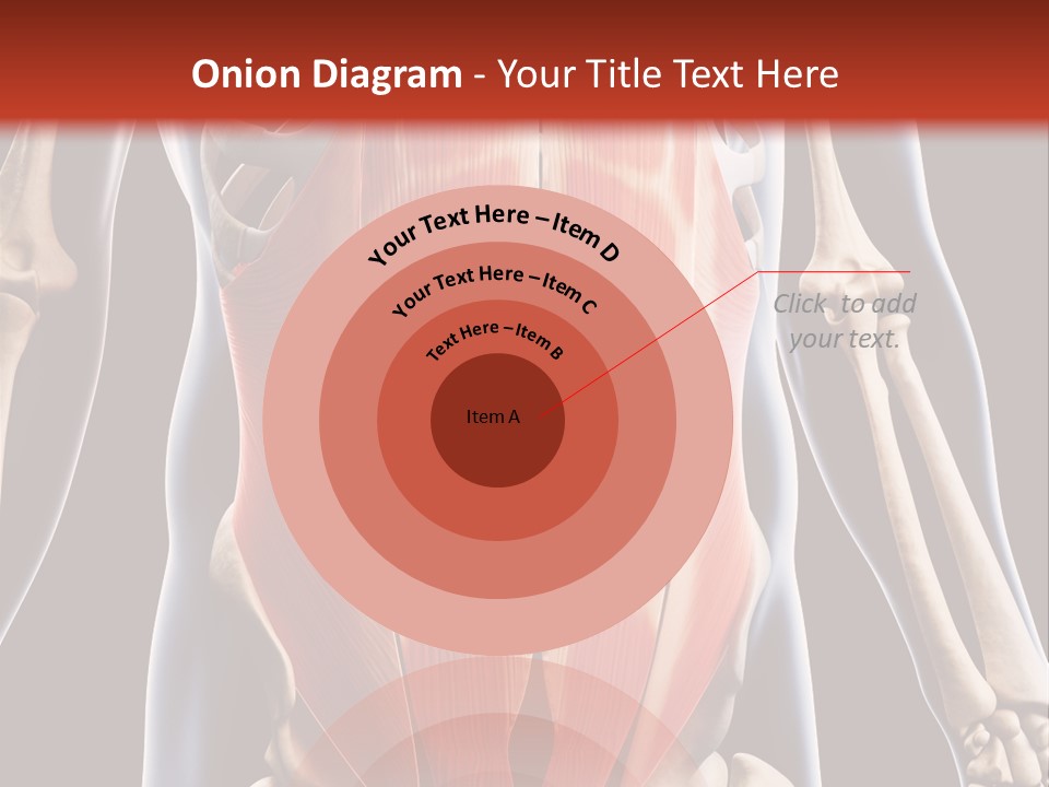 Sixpack Abdominal Anatomy PowerPoint Template
