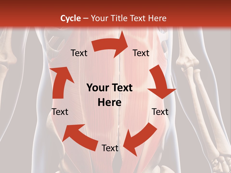 Sixpack Abdominal Anatomy PowerPoint Template