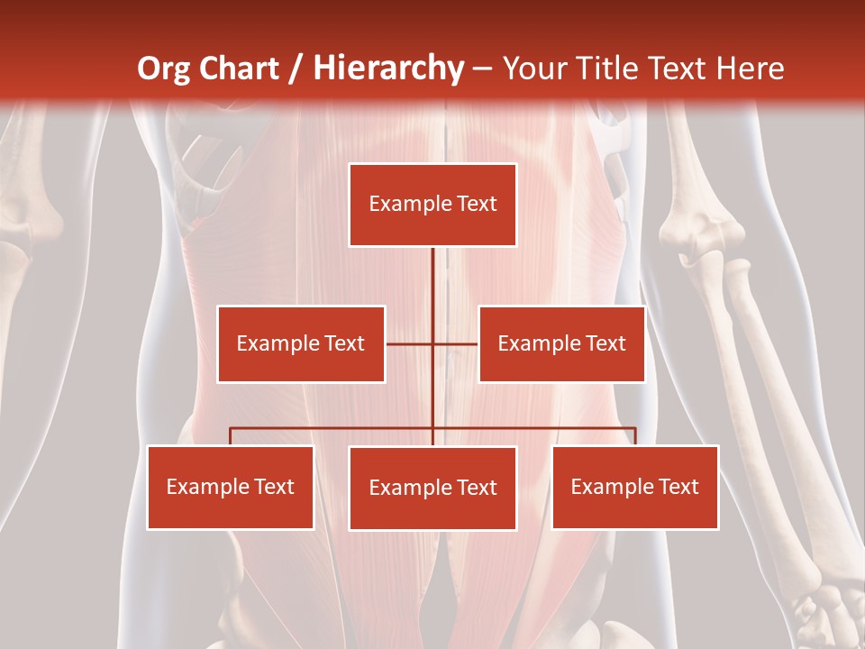 Sixpack Abdominal Anatomy PowerPoint Template