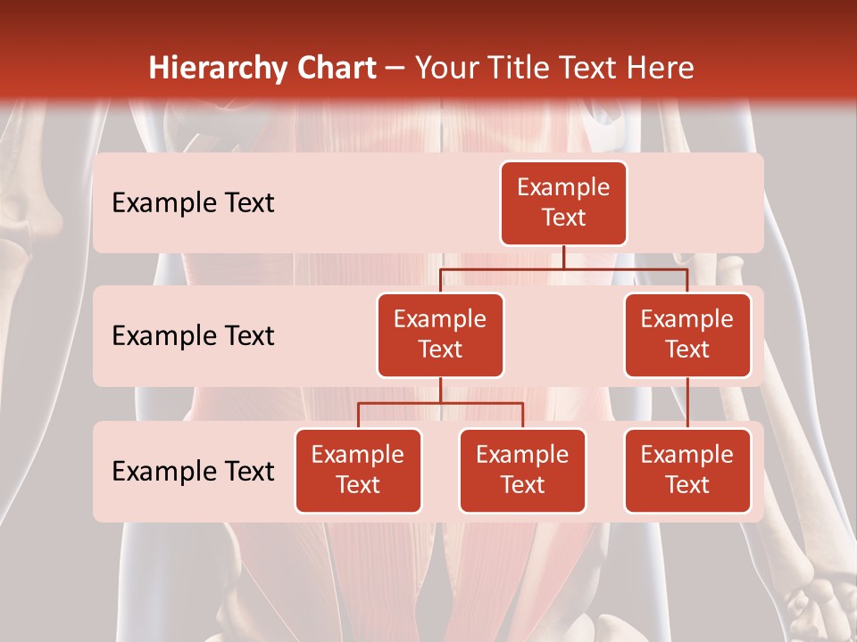 Sixpack Abdominal Anatomy PowerPoint Template