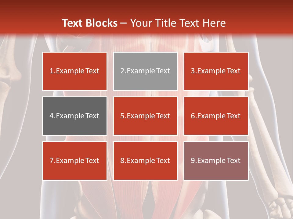 Sixpack Abdominal Anatomy PowerPoint Template