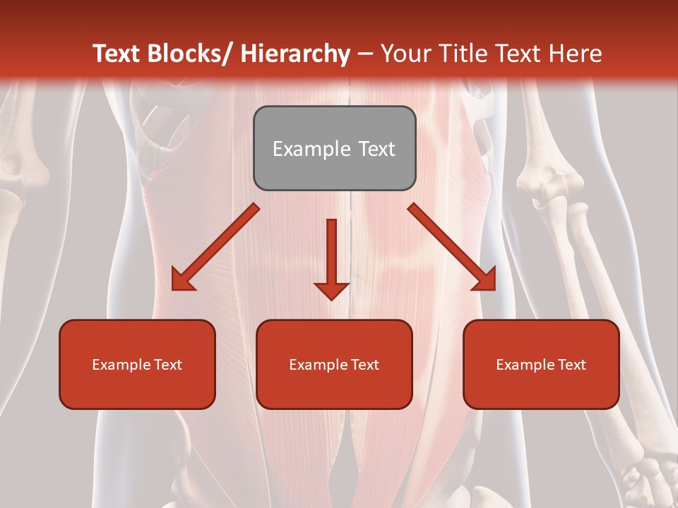 Sixpack Abdominal Anatomy PowerPoint Template