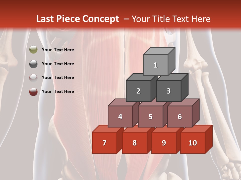 Sixpack Abdominal Anatomy PowerPoint Template