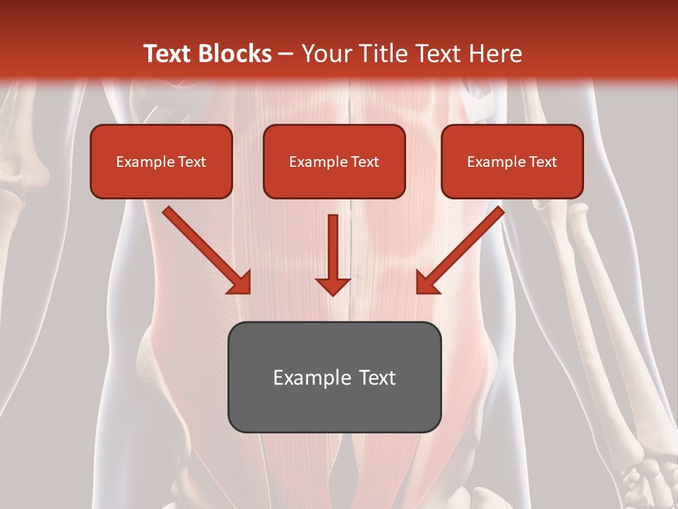 Sixpack Abdominal Anatomy PowerPoint Template